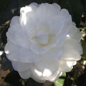 白雪塔 龙岩永福经典品种纯白色茶花苗叶片四季常绿名贵绿植花卉