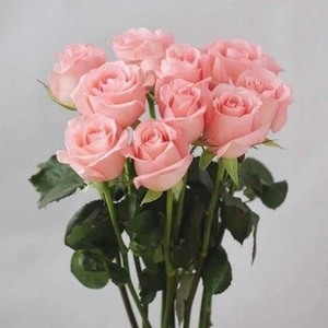 阳台香水粉色玫瑰花苗盆栽戴安娜花园大花浓香四季开花观花植物