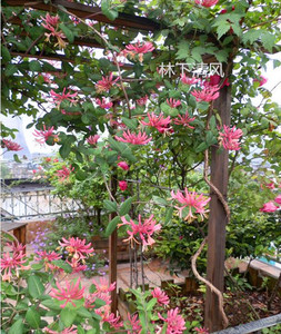 金银花苗爬藤植物四季种植红色金银花树苗木室内阳台盆栽花卉庭院
