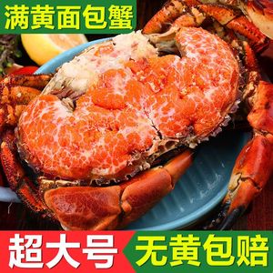 超大面包蟹新鲜熟冻珍宝蟹母蟹鲜活爱尔兰黄金蟹海鲜水产特大螃蟹