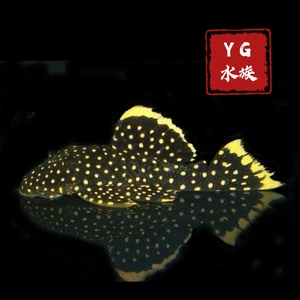 黄翅黄珍珠 异形鱼L177 皇后黄珍珠 异型鱼 淡水热带鱼底栖观赏鱼