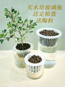 水培植物玻璃瓶定植篮陶粒组合圆形无土栽培塑料固根器加大加深号