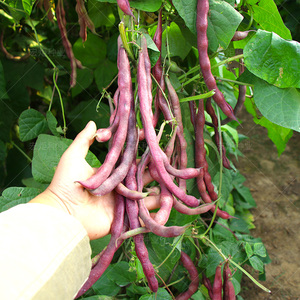 蔬菜种子 老来少芸豆种子 春秋紫架豆种子 豆角种子早熟高产 包邮