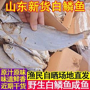 新货自晒白鳞鱼6-7成半干咸鱼500g咸香干海鱼鲙鱼力鱼曹白鱼