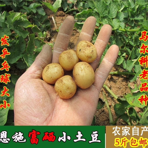 【土家乐】恩施小土豆富硒土豆新鲜农家自种非转基因小土豆洋芋