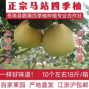 【已售罄】现货苍南马站中魁四季柚子老树偏小9-10个一箱重18斤