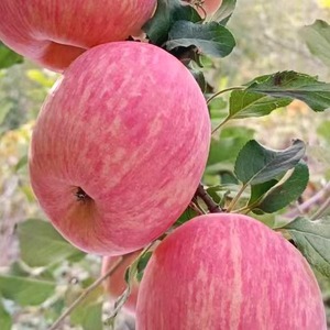 山东沂源红富士2023新苹果水果新鲜当季整箱冰糖心脆甜水果超脆甜