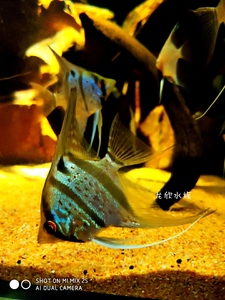魔门喷点秘鲁神仙鱼 燕鱼 观赏鱼 热带鱼