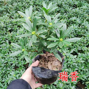 开花木本植物花卉 瑞香盆栽 四季桂花 冬季香草盆景阳台花草