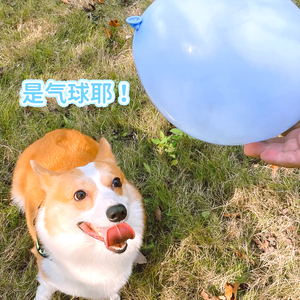 狗狗小玩具狗子玩的气球遛狗散步锻炼工具加厚不易爆彩色乳胶气球