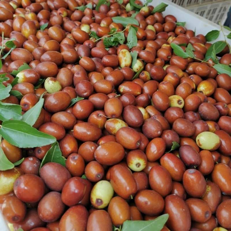 沧州金丝小枣鲜枣新货新鲜水果河北金丝枣五斤枣子整箱当季鲜脆枣