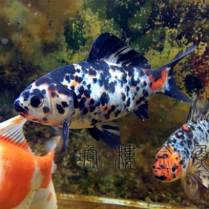 布里斯托草金 淘宝拼多多热销布里斯托草金货源拿货 阿里巴巴货源