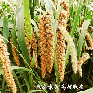 高产香米谷种子粟米种籽农家春季夏季种植谷子种孑小米谷子四季籽