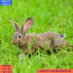 兔子活体大型肉兔苗繁殖种兔兔子活物月月兔比利时白兔花巨兔苗