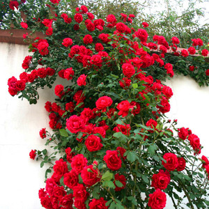 墙微花树苗室外植物易活蔷薇花苗爬藤四季适合庭院种的花树玖瑰