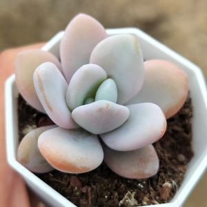 粉兔 雪莲杂桃蛋多肉植物 肉肉植物 室内阳台绿植盆栽花卉 陌上花