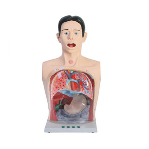 多功能透明洗胃训练模型鼻胃管气管插管护理模具胃镜检查模拟人