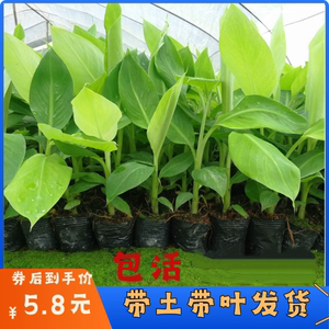 香蕉树苗矮化芭蕉皇帝蕉粉蕉红香焦四季种可盆栽带土带叶包活