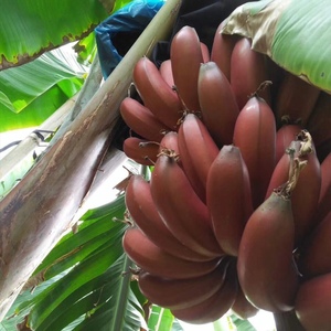 福建美人蕉5斤新鲜红皮香蕉现摘现发火龙蕉 新鲜水果
