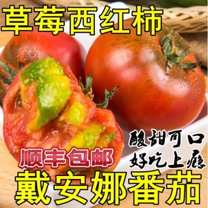草莓西红柿番茄山东海阳戴安娜绿腚酸甜食用农产品水果铁皮小柿子