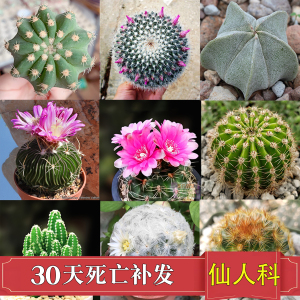 金虎多肉植物组合盆栽带盆仙人球室内开花可爱办公仙人掌小绿植