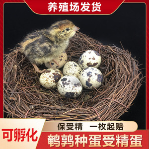 鹌鹑种蛋 鹌鹑蛋受精种蛋可孵化 受精种蛋孵化蛋新鲜鹌鹑蛋生蛋