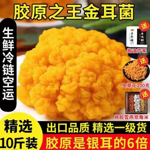 云南野生金耳新鲜非干货金耳菌鲜金耳菌菇黄耳菌黄金耳大500g煲汤