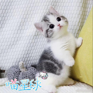 曼基康矮脚猫 曼基康矮脚猫品牌 价格 阿里巴巴