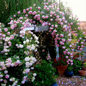 四季蔷薇花苗当年开花多花盆栽地栽庭院阳台爬藤玫瑰月季花包邮