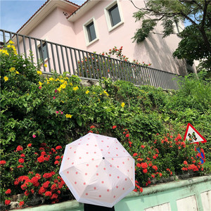 包邮 ins法式小清新波点伞三折叠遮阳晴雨两用太阳伞防晒防紫外线