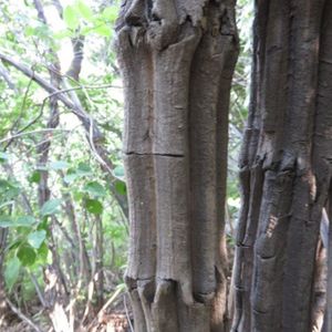 降龙木树苗 六道木 盆景素材桩 庭院绿植造景 镇宅树