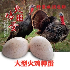 【现货当天发】大型纯种火鸡种蛋受精蛋可孵化青铜尼古拉贝蒂娜