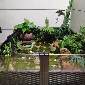 黄缘龟造景植物 专用绿植安缘龟缸造景观 陆龟乌龟箱微生态环境