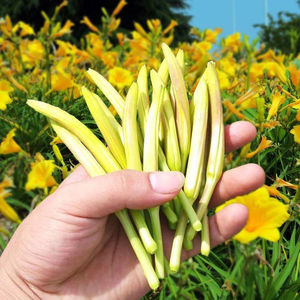 黄花菜种子种籽菜金针菜菜籽蔬菜种苗孑根苗籽种根种植菜种食用苗