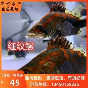 2023红纹鳜鱼苗翘嘴红纹桂鱼已发色淡水原生观赏鱼贵鱼桂鱼肉食性