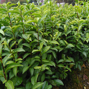 正宗太平猴魁柿大叶茶树苗早熟品种茶苗大叶黄种浙农117茶苗绿植