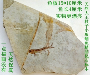 古生物观赏石菊石鹦鹉螺树叶鲨鱼牙贝壳精品小鱼化石原石标本2961