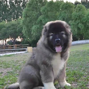 纯种巨型高加索幼犬双血统赛级熊版俄罗斯高加索犬活体家养狗出售