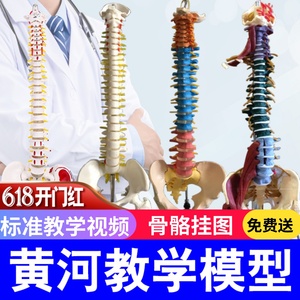 人体脊柱模型1:1成人正骨练习脊椎模型颈椎腰椎人体骨骼模型骨架