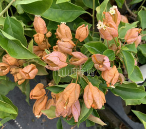 黄灯笼 三角梅 扦插苗 （有苗情图）四季种植爬藤花卉