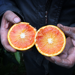 长寿湖心岛农家果园现摘新鲜塔罗科血橙子宝宝孕妇当季水果24个装