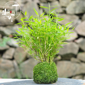 步町园艺苔玉苔藓球创意绿植室内好养小盆栽姬翠竹菖蒲澳洲风竹 阿里巴巴找货神器 步町园艺苔玉苔藓球创意绿植室内好养小盆栽姬翠竹菖蒲澳洲风竹 阿里巴巴找货神器