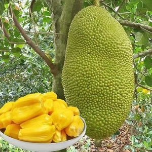 [百谷果]海南产马来西亚一号黄肉菠萝蜜新鲜水果10--40斤整个包邮