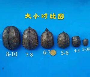3-16厘米大小草龟乌龟活体金线龟外塘龟黑腹墨龟宠物龟中华龟