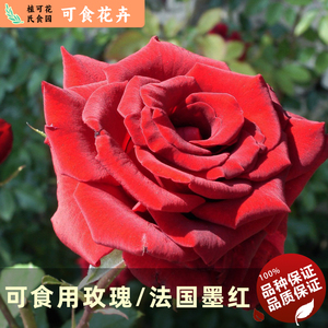 浓香法国墨红玫瑰花苗红丝绒朱墨双辉经典老品种可食用花卉种苗