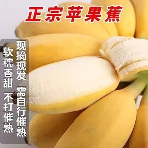 广西正宗苹果蕉10斤装粉蕉香甜粉糯苹果粉蕉蛋蕉最后季节偏小果