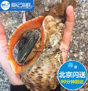 500g1斤  每斤2-3只 北京闪送 鲜活超大海螺 大连新鲜海鲜 水产