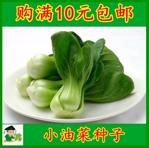 小油菜种子蔬菜种子青菜阳台油冬菜籽苏州青春秋四季上海青种孑