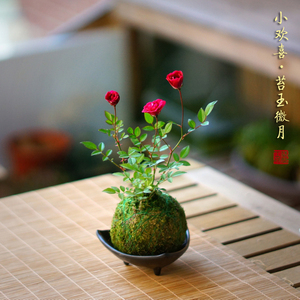 苔球 苔球品牌 价格 阿里巴巴 苔球 苔球品牌 价格 阿里巴巴