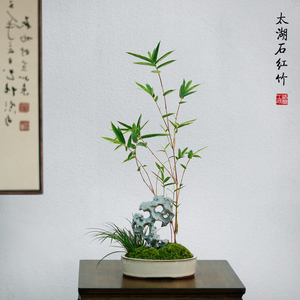 太湖石红竹苔藓竹子盆景红观音竹米竹盆栽室内桌面书房客厅绿植物